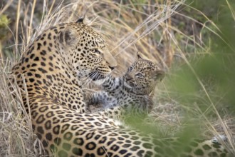 Leopard (Panthera pardus) female with cub tenderly close together, Sabi Sands, South Africa