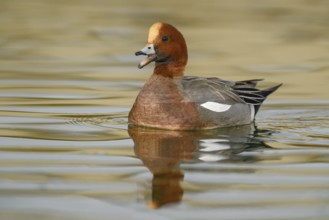 Eurasian Wigeon (Mareca penelope) male, Arizona, USA