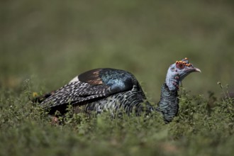 Ocellated Turkey (Meleagris ocellata) male perched on field, Peten, Guatemala