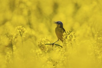 Western Yellow Wagtail (Motacilla flava) male perched in flowering rape field, Baden-Wuerttemberg,