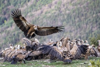 Griffon Vulture (Gyps fulvus) group on field, Aragon, Spain