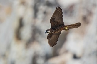 Eleonora's Falcon (Falco eleonorae) young female flying, Sardinia, Italy
