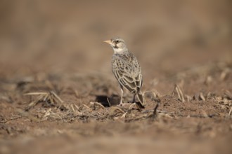 Masked Lark (Spizocorys personata), Saritie Plains, Ethiopia