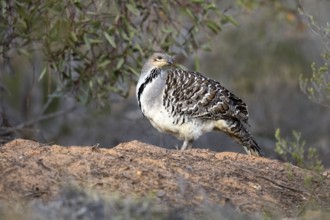 Malleefowl (Leipoa ocellata), Victoria, Australia