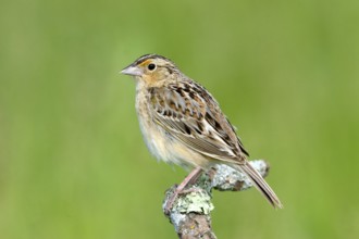 Grasshopper Sparrow Ammodramus savannarum Appleton, Chippawa County, Minnesota, Unites States 30