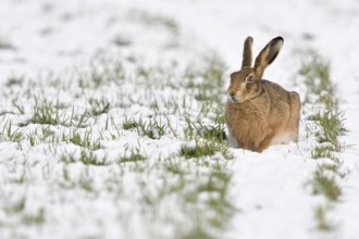 European Hare (Lepus europaeus) adult in snow covered field, North Rhine-Westphalia, Germany