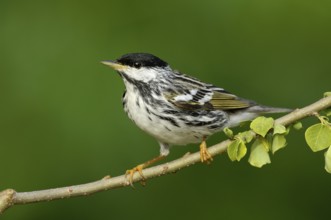 Blackpoll Warbler (Setophaga striata), Texas, USA