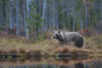 Big brown bear walking around lake in the morning sun. Dangerous animal in the forest. Wildlife