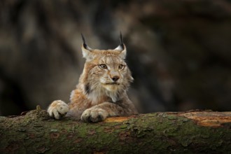 Lynx in green forest with tree trunk. Wildlife scene from nature. Playing Eurasian lynx, animal
