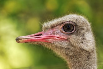Ostrich (Struthio), head portrait, Ströhen Zoo, Wagenfeld, Diepholz, Lower Saxony, Germany