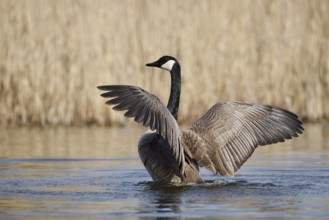 Canada goose (Branta canadensis), flapping wings, North Rhine-Westphalia, Germany