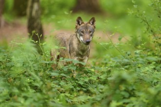 Attentive wolf stands in the green forest and observes, Wolf (Canis Lupus), Germany