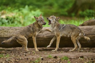 Wolf (Canis lupus), two wolves standing threateningly opposite each other in front of a tree trunk