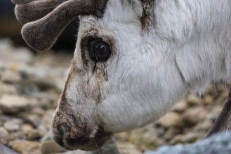 Portrait of a Spitsbergen roe deer (Rangifer tarandus platyrhynchus), Mammals (Mammalia),
