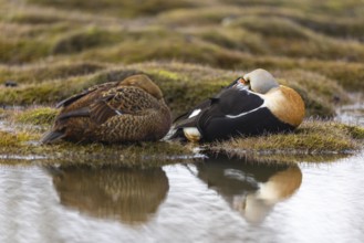 Eider duck (Somateria mollissima), pair sleeping by the water, reflection, duck birds (Anatidae),