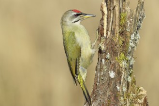 Grey-headed woodpecker (Picus canus), male sitting on a tree stump overgrown with moss and lichen,