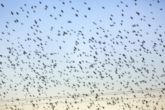 A flock of soaring starlings (Sturnus vulgaris) in the evening sky, full-frame, Camargue Regional