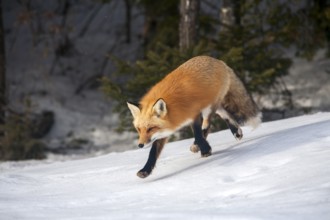 Red fox (Vulpes vulpes), Fox running on snow, Province of Quebec, Canada, North America