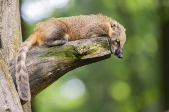 South American coati (Nasua nasua) on an old tree trunk, captive, Zoo Augsburg