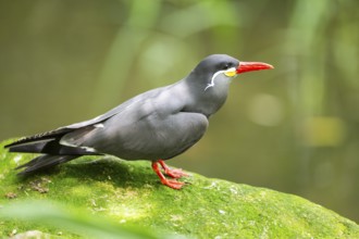 Inca tern (Larosterna inca) sitting on a rock, captive, Zoo Augsburg, Germany