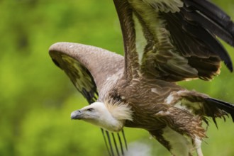 Eurasian griffon vulture (Gyps fulvus) flying, Bavaria, Germany