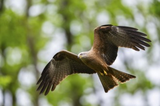 Black kite (Milvus migrans) flying in a forest in early summer, Bavaria, Germany