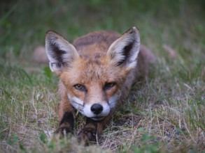 Relaxed Fox, Berlin, Germany