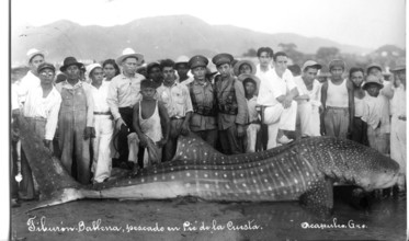 Whale shark (Rhincodon typus), approx. 6 metres long, onlookers pose next to the shark. The picture