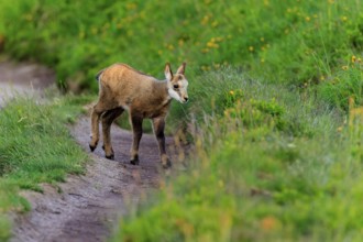 A fawn walks along a natural forest path in the countryside, chamois, chamois, (Rupicapra