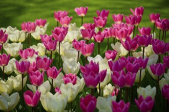 A vast, sunny flower field with pink and white tulips on green grass, Keukenhof, Lisse, province of