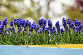 Grape hyacinths (Muscari) in a flower pot, decoration, Keukenhof gardens, Lisse, Bollenstreek,