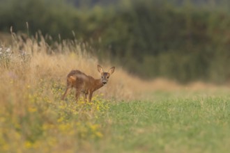 Roe deer (Capreolus capreolus) juvenile baby fawn animal standing amongst wild flowers in grassland