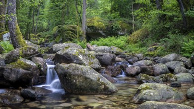Stream, Parc Régional Naturel Corse, Corsica, France