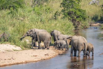 African elephant (Loxodonta africana), group crossing a river, Kruger National Park, South Africa