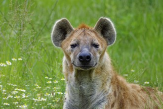 Animal portrait, spotted hyena (Crocuta crocuta), attentive, captive, distribution sub-Saharan