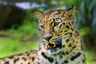 Amur leopard (Panthera pardus orientalis), captive, threatened with extinction, animal portrait,