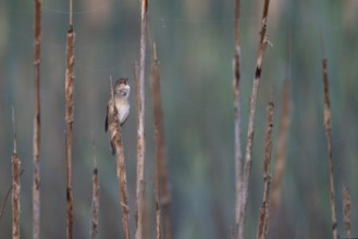 Reed warbler (Locustella luscinioides), Wittlich, RLP, Germany