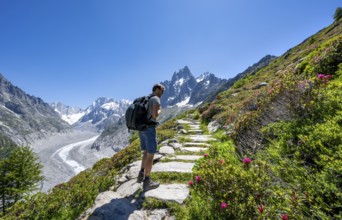 Picturesque mountain landscape with blooming alpine roses, imposing mountain peaks and glaciers,