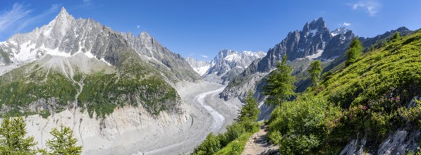 Panorama, Picturesque mountain landscape with blooming alpine roses, imposing mountain peaks and