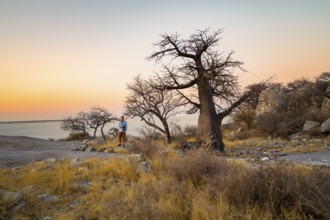 Tourist between baobabs at sunset, African baobab or monkey bread tree (Adansonia digitata), Kubu