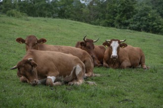 Lying dairy on the pasture, Franconia, Bavaria, Germany
