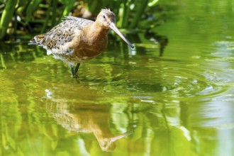 A bird standing in the water, creating small ripples on the surface, Black-tailed Godwit (Limosa