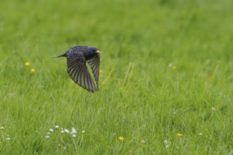 A starling (Sturnus vulgaris) flies just above the green meadow with daisies, Hesse, Germany