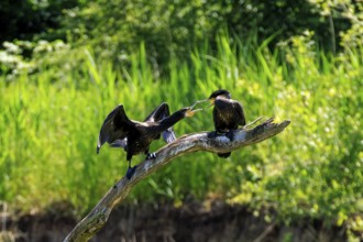 Two cormorants sitting on a tree trunk amidst lush vegetation, one with wings spread wide,
