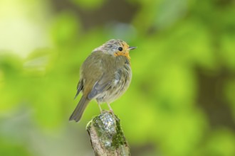 European robin (Erithacus rubecula) sitting on a branch, Bavaria, Germany