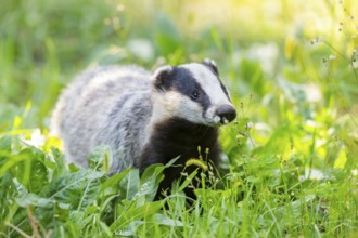 European badger (Meles meles) on a meadow, Hesse, Germany
