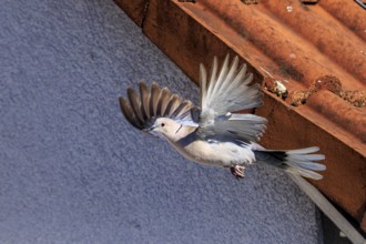 A pigeon soars near a tiled roof, the structure of the wings is recognisable, Eurasian Collared