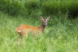 A female roe deer (Capreolus capreolus) stands in a green meadow. Bavaria, Germany