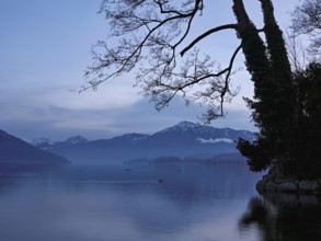 Morning atmosphere at Lake Zug with a tree with ivy in the foreground, the Rigi in the background,