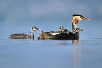 Great Crested Grebe (Podiceps Scalloped ribbonfish), with two chicks in plumage and one swimming in
